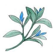 Blue Sage Massage