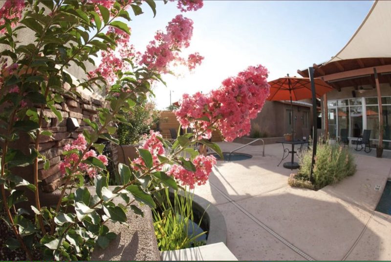 Crape myrtle blooming in the garden courtyard